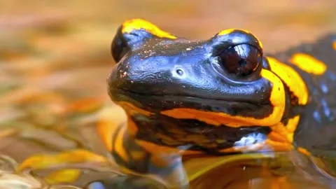 Frog Closeup Stock Footage 294401995