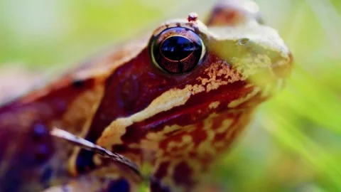 Frog Closeup Stock Footage 294404117