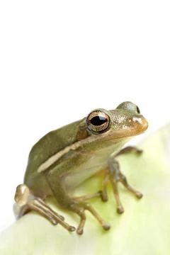 Frog closeup on leaf isolated Foto stock
