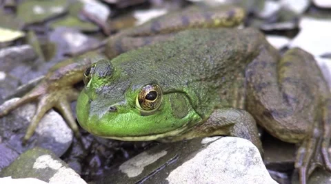 Frog closeup on rivers edge Stock Footage 53243367