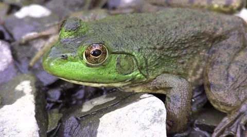 Frog closeup on rivers edge Stock Footage 53243407