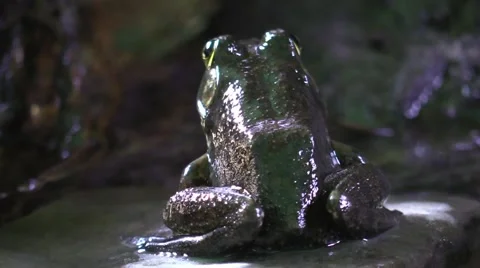 Frog closeup sitting on rock by river bank view from behind Stock Footage 67686906