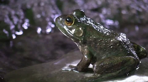Frog closeup sitting on rock by river bank Stock Footage 67687587