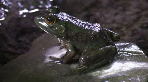 Frog closeup sitting on rock by river bank side view Stock Footage 67687632