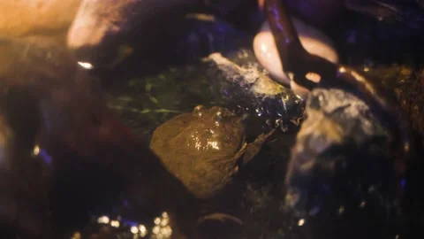 Frog clown frog in water Stock Footage 230066467