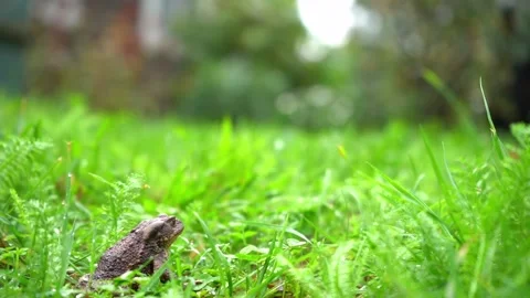 The frog is coming Stock Footage