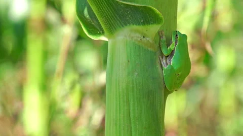 Frog on corn leaf close up. sony 4k shoot Stock Footage 43049028