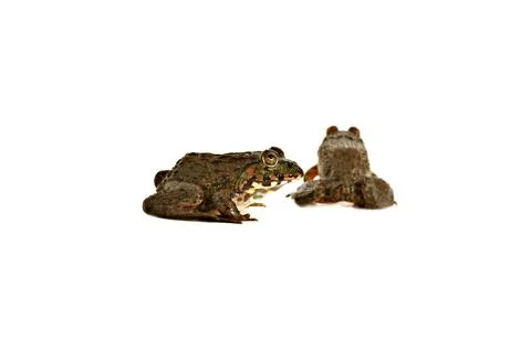 Frog couple isolated on white background. Stock Photos