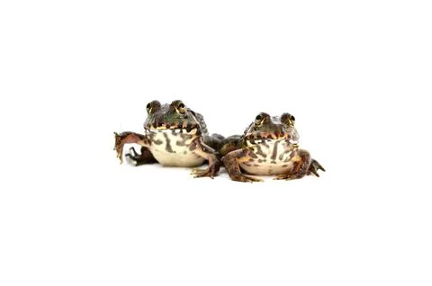 Frog couple isolated on white background. Stock Photos