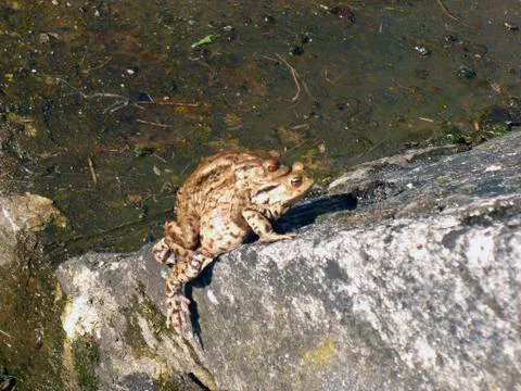 Frog couple Stock Photos