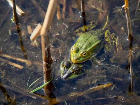 Frog couple preparing next generation in to the nature Stock Photos