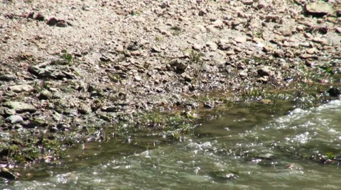 Frog crawling over the rocks to the water 動画素材 36236255