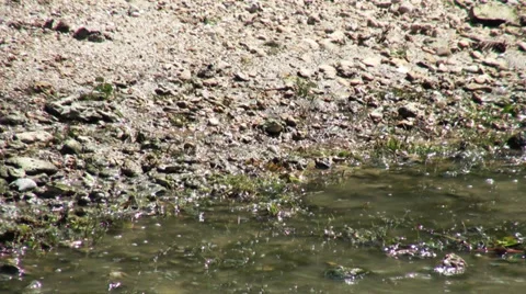 Frog crawling over the rocks to the water 動画素材 36236296