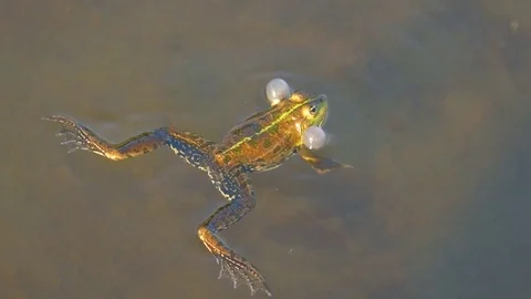 Frog Croak, Closeup Stock Footage 102744757