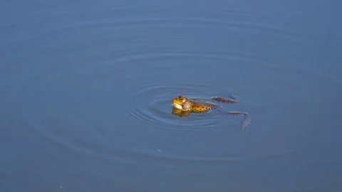 Frog Croak, Sound Waves Stock Footage 102744729