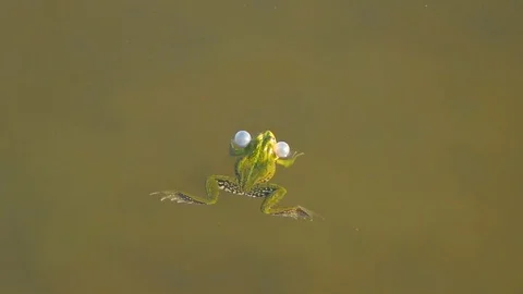 Frog Croak, Water Ripple Stock Footage 102744718