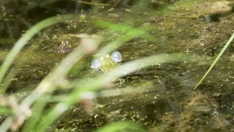 Frog croaking in algae pond. Stock Footage 311566513