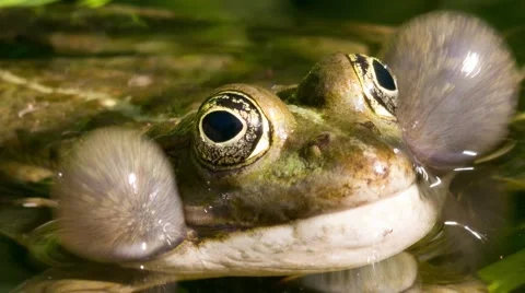 Frog croaking, close up shot, vocalizes Stock Footage