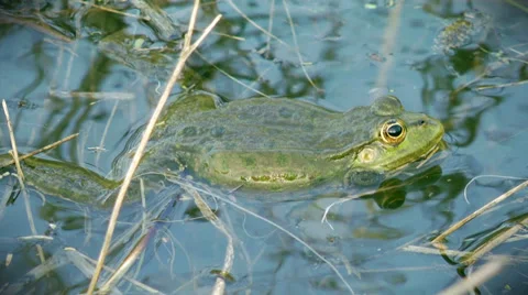 Frog croaking Video stock 28385380