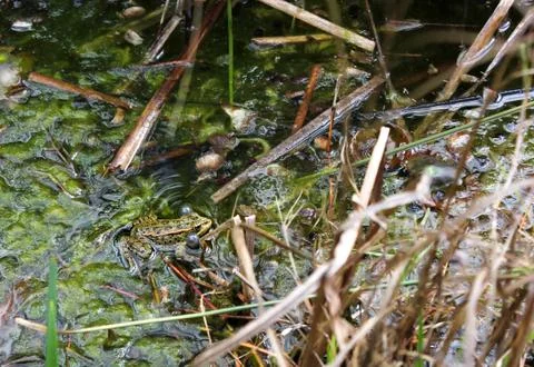 Frog croaking in a pond Stock Photos
