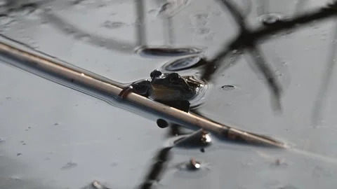 Frog croaking in a small pond on a sunny afternoon Stock Footage 332950440