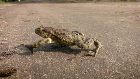 Frog crosses the road Stock Footage 77513926