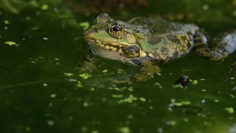 Frog crying. European frog in water. Pel... | Stock Video | Pond5