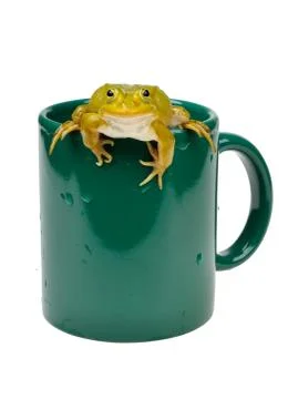 Frog in a cup Stock Photos