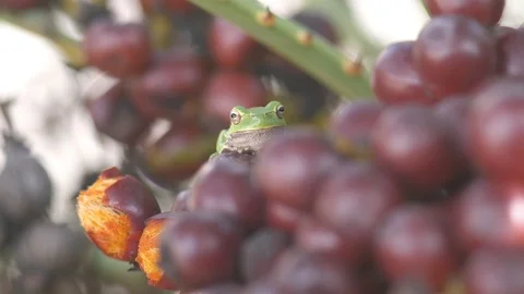 Frog on date palm between friuts and leafs Stock Footage 123417028
