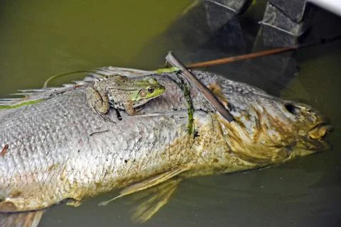Frog on dead carp Stock Photos