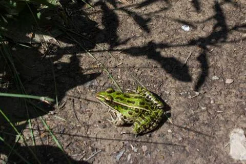 Frog on Dirt Stock Photos