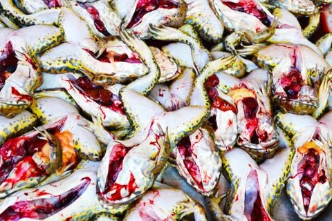 Frog dissection. Stock Photos