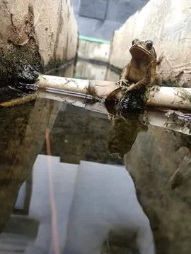 Frog in the ditch Stock Photos