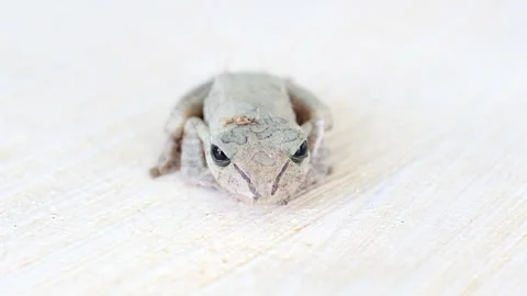 Frog in the Dominican Republic Stock Footage 230160714