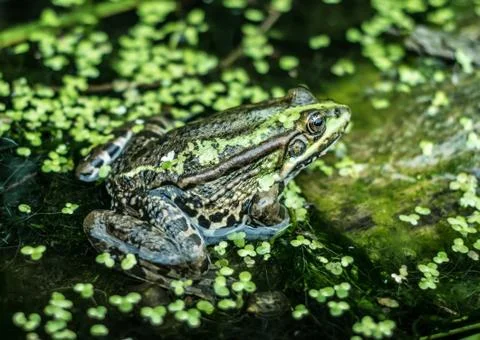 Frog on the drowned tree with moss Stock Photos