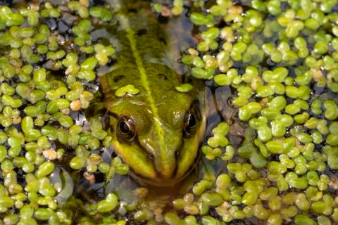 Frog in Duckweed Foto stock
