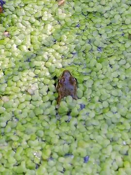 Frog in duckweed Stockfoto's