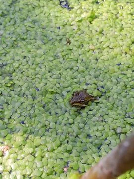 Frog in duckweed Stockfoto's