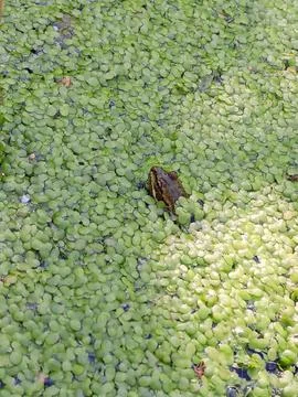 Frog in duckweed Stockfoto's