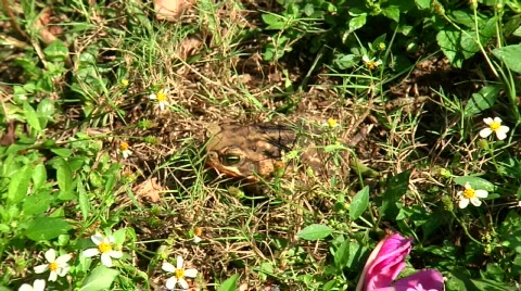 Frog Eat Bug MED Stockbeeldmateriaal 549914