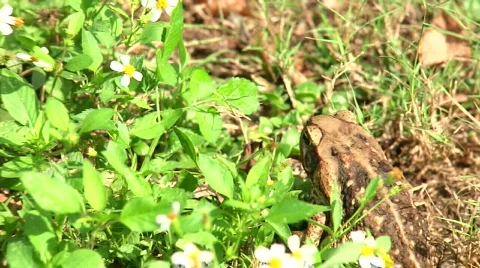 Frog Eat Fly Video stock 549911