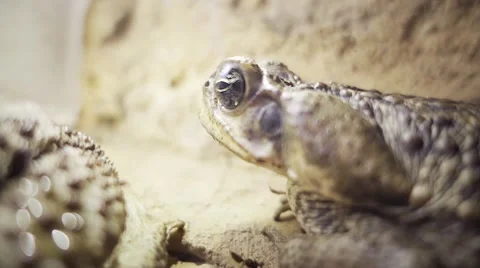 Frog eating insect 스톡 동영상 64214541