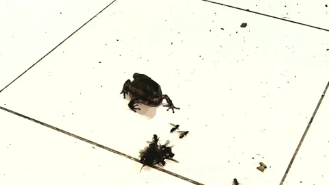 Frog eating insects Stock Footage 236967671