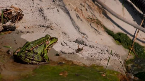 Frog Eats Wasp Stock Footage 137886371