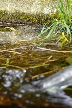 Frog eggs developing near clear flowing water Foto stock