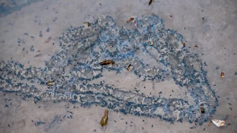 Frog eggs float in the water. Frog eggs in a pond. Stock Footage 316100404