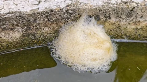 Frog eggs foam Stock Footage 327631951