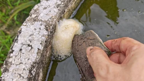 Frog eggs foam Stock Footage 327632022