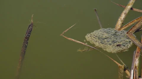 Frog eggs Stock Footage 36182495