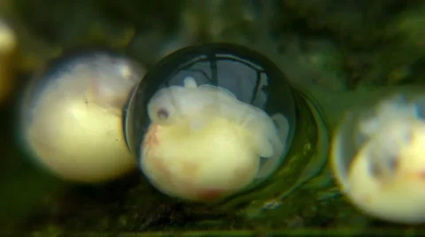Frog eggs Stock Footage 45618107